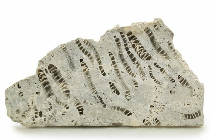 Silurian Dolostone w/ Sparkling Fossil Coral (Fletcheria) - Ohio #336586
